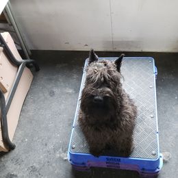 Ember - Miniature Schnauzer