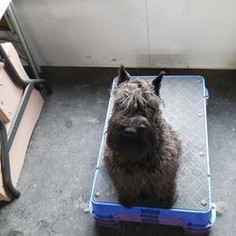 Ember - Miniature Schnauzer