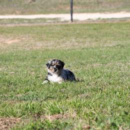 Juniper - Blue merle female Australian Shepherd puppy in Stephenville, Texas from Rockin B Australian Shepherds