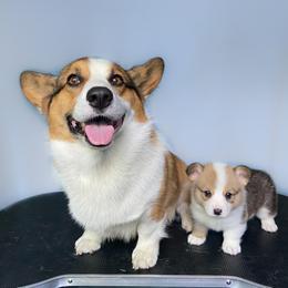 Pembroke Welsh Corgi Puppies from Annwyl McCorgis