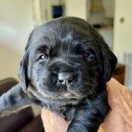 Rose - Female Purple - Black female Labrador Retriever puppy in Charlotte, North Carolina from Patton Premier Labs