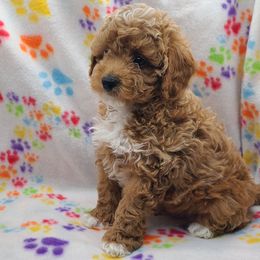 Biscuit - Apricot male Poodle puppy in Kannapolis, North Carolina from Carolina Poodle Palace