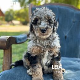 Leia - Blue merle female Bernedoodle puppy in Thatcher, New Mexico from Brush Fire Doodles