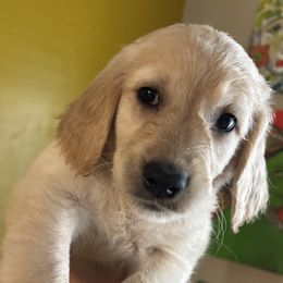 Sugar - Apricot female Goldendoodle puppy in Tucson, Arizona from Cheryl's Goldendoodles