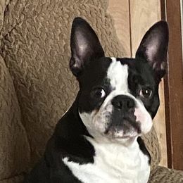 Rio - Boston Terrier