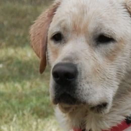 Labrador Retrievers from RoseBrook Labradors