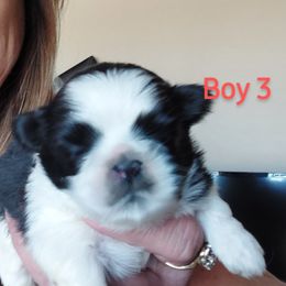 Shih Tzu Puppies from Karen Elliott