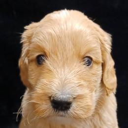 Goldendoodle and Poodle Puppies from Fisher River Doodle's