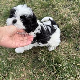 Johnny - Black and white male Shih Tzu puppy in Englewood, New Jersey from Sunnyside Shih Tzu