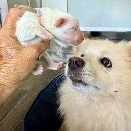 Snow White - White female American Eskimo Dog puppy in El Cajon, California from Sesi’s Legacy Kennels