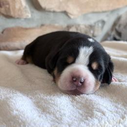 Green - Black, white and red male Greater Swiss Mountain Dog puppy in Everett, Pennsylvania from Sweet Stream Swissies