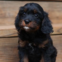 Aussiedoodle and Cavapoo Puppies from Blue Diamond Puppies