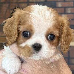 Pippi - Blenheim female Cavalier King Charles Spaniel puppy in Albany, Georgia from Legend Cavaliers