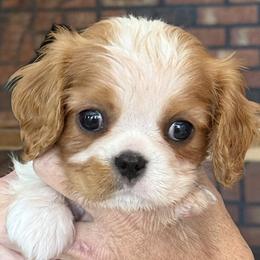 Pippi - Blenheim female Cavalier King Charles Spaniel puppy in Albany, Georgia from Legend Cavaliers