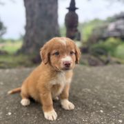 Boy 7 - Red male Nova Scotia Duck Tolling Retriever puppy in Lowell, Indiana from Bearfoot Aussies and Tollers