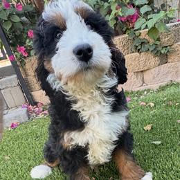 Rufio - Tri-color male Bernedoodle puppy in Gilbert, Arizona from Azteddybeardoodles