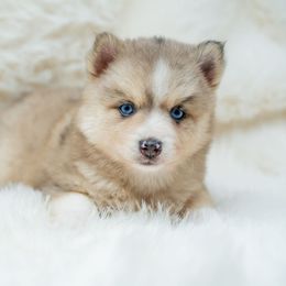 Keeper - Merle female Pomsky puppy in Spring City, Pennsylvania from Pomsky Power Puppies