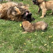 Leonberger Puppies from Leonberger Puppies at Harris Acres