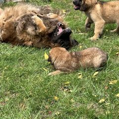 Leonberger Puppies from Leonberger Puppies at Harris Acres