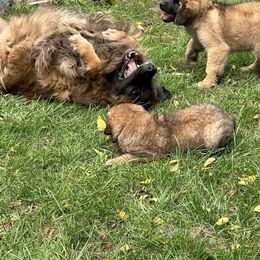 Leonberger Puppies from Leonberger Puppies at Harris Acres