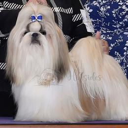 Riot - Shih Tzu