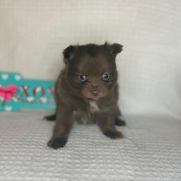 Mocha - Chocolate male Pomeranian puppy in Lexington, Oklahoma from BooneDox Miniature Dachshunds