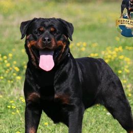 Venus - Rottweiler