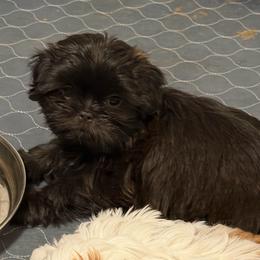 Bear - Chocolate male Shih Tzu puppy in Victorville, California from RUMBLE n TUMBLE