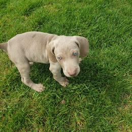 Weimaraner Puppies from Miller's Weimaraners