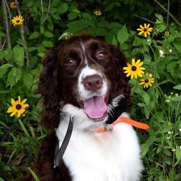 Lily - English Springer Spaniel