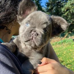 Roxi - Blue female French Bulldog puppy in Minneapolis, Minnesota from Flyazz Frenchies Kennels