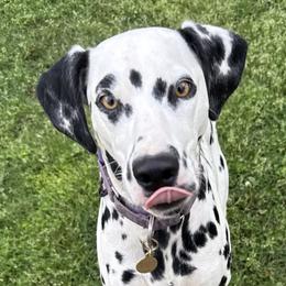 Clover - Dalmatian