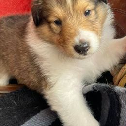 Collies from Ivybar kennels