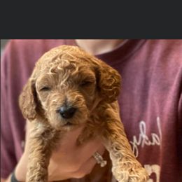 Goldendoodle Puppies from Sheffield Doodles