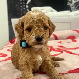 Teal - Red  female Goldendoodle puppy in Shingle Springs, California from Creamy Retrievers