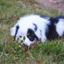 Miniature American Shepherd Puppies from Casita Miniature American Shepherds