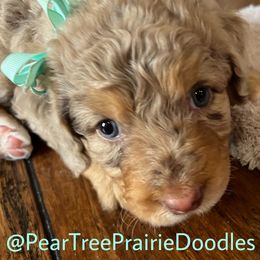 Assorted Doodle Crosses, Aussiedoodles, Bernedoodles, and Poodles from Pear Tree Poodles & Doodles