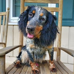 English Cocker Spaniels and German Shorthaired Pointers from Chapman Bird Dogs