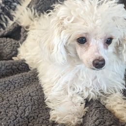 Daisy - Poodle