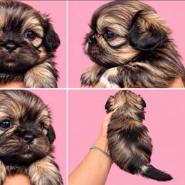 Bella - Gold female Shih Tzu puppy in Modesto, California from Debbie's Darling Shih Tzus