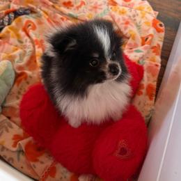 Rudy - Black parti male Pomeranian puppy in San Jacinto, California from Savvypomeranians