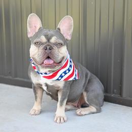 Lucy - Tricolors female French Bulldog puppy in Blue Ridge, Texas from Beason’s HomeGrown Frenchies
