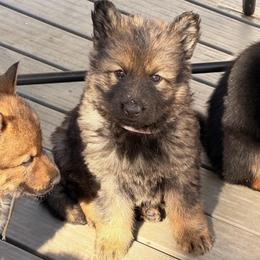 Purple collar long coat - Sable female German Shepherd puppy in Hollis Center, Maine from Noble German Shepherds of Maine