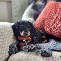 AKC Meet Cooper :) - Black and tan male Dachshund puppy in Centerville, Iowa from Barnyard Dachshunds, Dals & Doodles