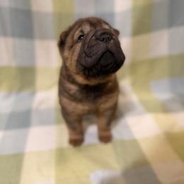 Salsa - Brown sable female Chinese Shar-Pei puppy in Lenoir, North Carolina from Peitato Chips