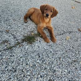 BODY - Golden male Golden Retriever puppy in Milwaukee, Wisconsin from Pedigree Golden Retrievers