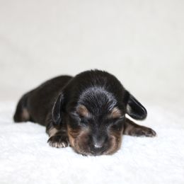 Quinton (SMALL) - Black and tan male Dachshund puppy in Fairfax, Iowa from Grayson’s Lovable Dachshunds