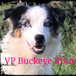 Brandi - Australian Shepherd