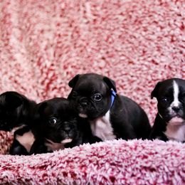 French Bulldog Puppies from FrenchieBnB