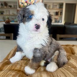 Lilac - Blue merle female Bernedoodle puppy in Indiahoma, Oklahoma from Farm Fresh Doodles